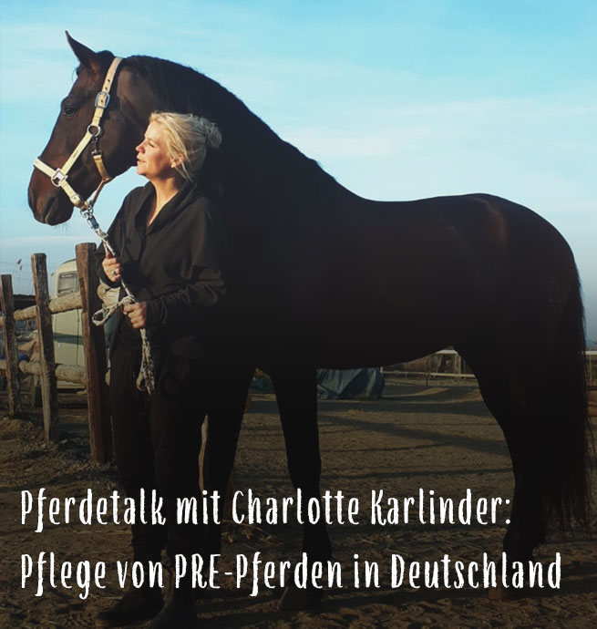 Pferdetalk mit Charlotte Karlinder: Pflege von PRE-Pferden in Deutschland